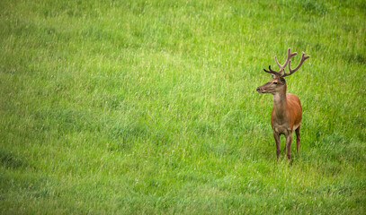Fallow deer wild ruminant mammal on pasture in summer