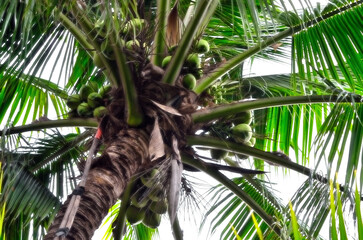 Group of fresh coconut on tree, Agriculture