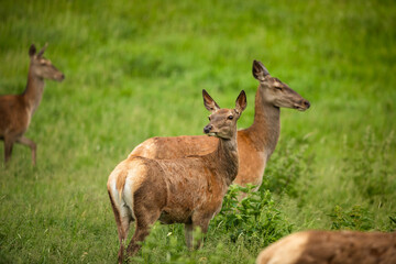 Naklejka na ściany i meble Fallow deer wild ruminant mammal on pasture in summer