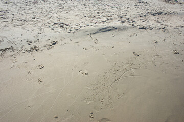 prints on the beach