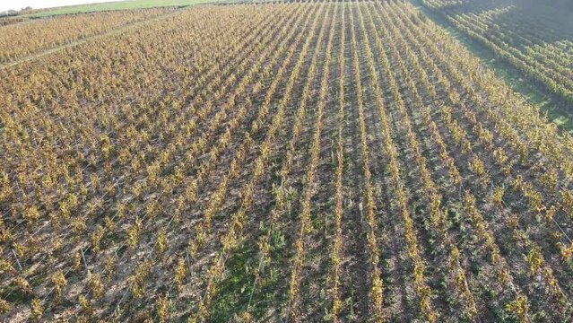 Vue a&eacute;rienne drone vol au dessus d'un vignoble avec vigne en automne pour illustration reportage nature viticulture