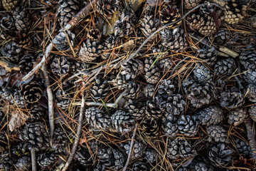 Forest ground covered with cones -  Bunch of pine cones on the ground