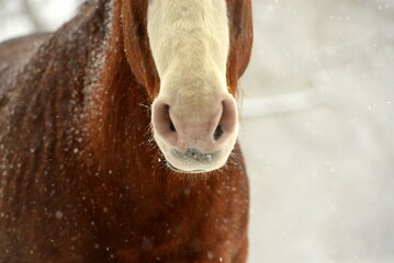 Portrait eines Pferdes bei Schneefall