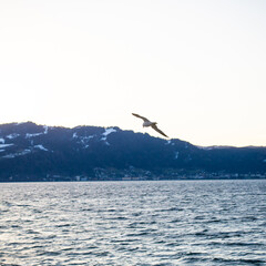 Fototapeta na wymiar Seagull fying low over lake at sunrise with mountains in the background