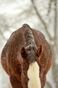 Portrait eines Pferdes bei Schneefall