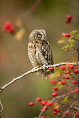 Eurasian scops owl (Otus scops) - Small scops owl on a branch in autumnal forest