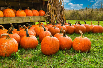 Pumpkin Harvest On Display For A Octoberfest Celebration