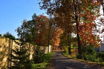 Autumn road in the countryside