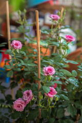 Fototapeta na wymiar Pink Rose flower. Rose flower in natural rose garden.