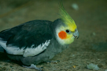 Cockatiel close up in an aviary
