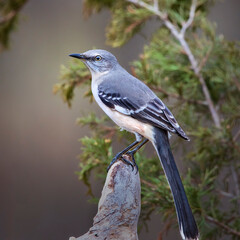 mockingbird