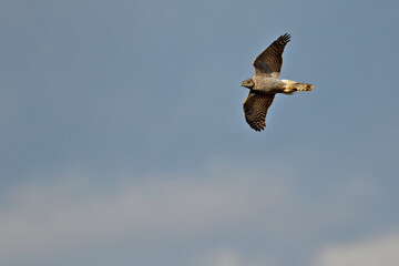 Northern Goshawk // Habicht (Accipiter gentilis)