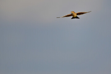 Eurasian Skylark // Feldlerche (Alauda arvensis)