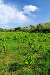 Fototapeta na wymiar traditional wine growing in Croatia (island of Pag) // traditioneller Wein-Anbau in Kroatien (Insel Pag) 