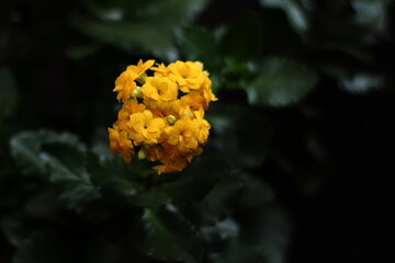 kwiat kalanchoe kwitnący na żółto, zdjęcie w stylu dark mood, duża głębia ostrości, głęboka zieleń liści