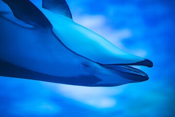 dolphin in aquarium