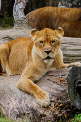 A lioness looks toward the viewer while resting on a stump