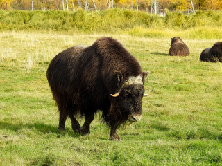 Bisons in The Alaska Wildlife Conservation Center AWCC 