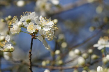 Fleurs de prunier