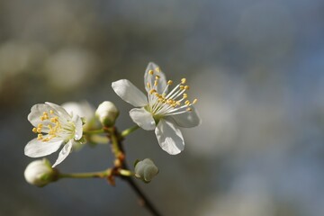 Fleurs de prunier