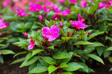 Pink flower on garden for nature background
