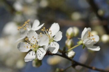 Fleurs de prunier