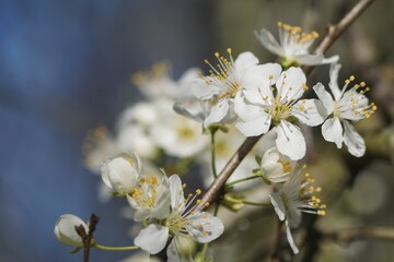 Fleurs de prunier