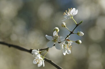 Fleurs de prunier