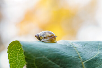 Beautiful delicate snail on leaf in garden macro high quality photo background