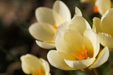 Crocus
