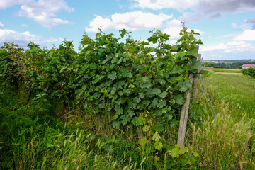 Fototapeta na wymiar Vineyard with organic young grapes near the village Saulheim, Germany. Rheinhessen wine region.
