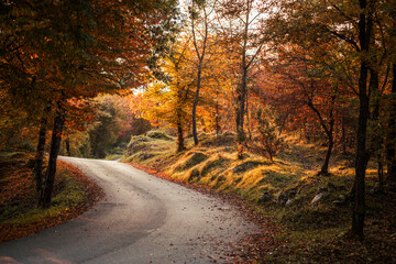 Naklejka na ściany i meble path in the woods in autumn morning