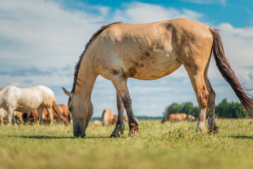 Naklejka na ściany i meble Thoroughbred horses graze on a summer farmer's field.