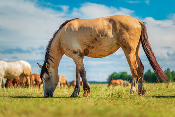 Obraz premium Thoroughbred horses graze on a summer farmer's field.