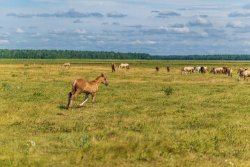 Thoroughbred horses graze on a summer farmer's field.