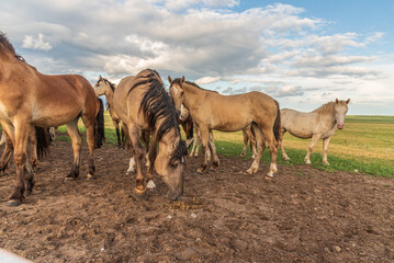 Fototapeta na wymiar Thoroughbred horses graze on a summer farmer's field.