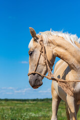 Fototapeta premium Thoroughbred horses graze on a summer farmer's field.