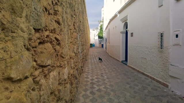 Cat walking in an empty street in the old medina of Assilah