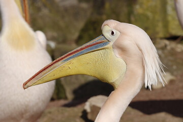 pelicans