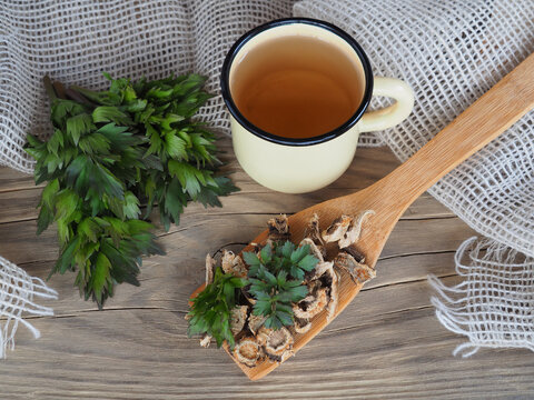 Root in a wooden spoon, herbal drink in a mug and spicy herb lovage with green leaves in a wooden spoon. Medicinal plant levisticum for use in cooking, alternative medicine, homeopathy and cosmetology
