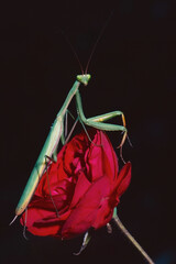 praying mantis on a red rose
