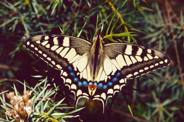 specimen of common yellow swallowtail