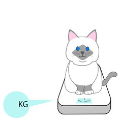 A fat Birman cat on a scale with a white background