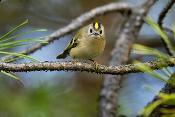 Beautiful nature scene with Goldcrest (Regulus regulus). Wildlife shot of Goldcrest (Regulus regulus) on the branch. Goldcrest (Regulus regulus) in the nature habitat.