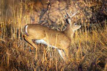 Running Buck