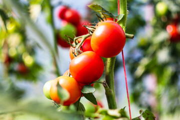 pomidor z przydomowej uprawy