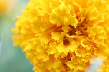 Close up of yellow curly petals marigold