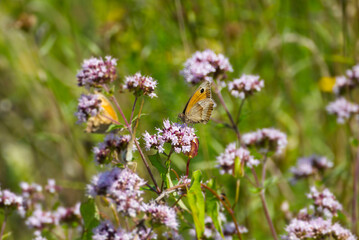 Meadow brown (maniola jurtina) butterfly sitting on a pink flower in Zurich, Switzerland
