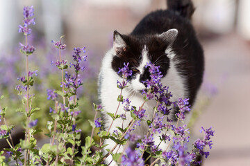 Ładny czarno biały kotek w otoczeniu pachnących kwiatów kocimiętki.
