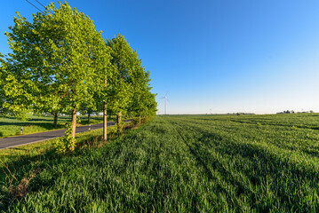 Obraz premium Feld mit Windrad